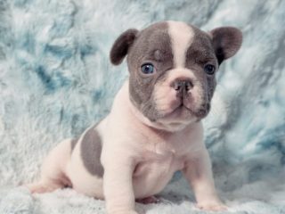 French Bulldog Puppies Are Good Dogs - San Diego CA