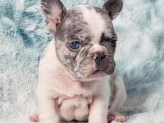 French Bulldog Puppies Are Quickly Becoming Popular San Diego CA