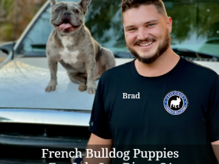 French Bulldogs San Diego Brad